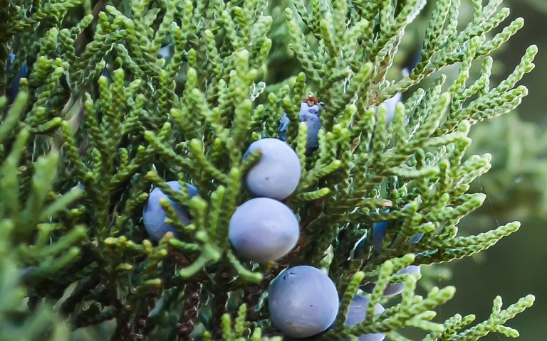 Post with couple photos